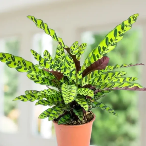 Calathea Rattlesnake