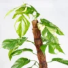 Dragon Tail Plant (Epipremnum Pinnatum Albo)