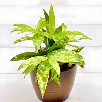 Golden Milky Dracaena