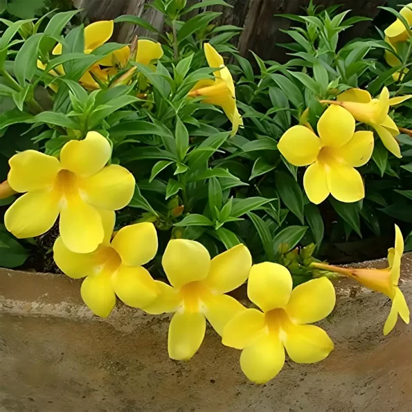 Golden Trumpet Yellow Allamanda Cathartica