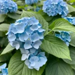 Hydrangea blue