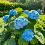 Hydrangea blue