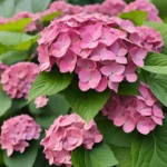 Hydrangea pink