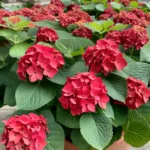 Hydrangea red