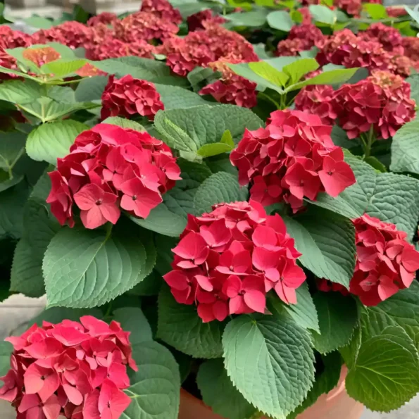 Hydrangea Red