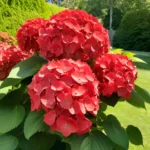 Hydrangea red