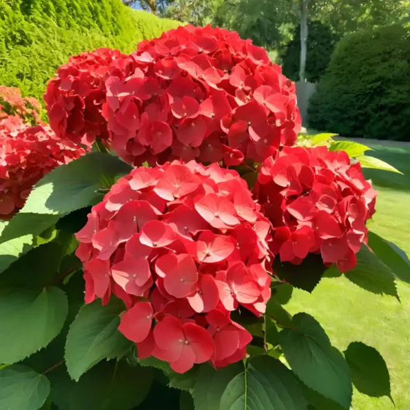 Hydrangea Red