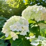 Hydrangea white