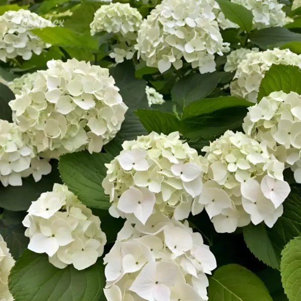 Hydrangea White