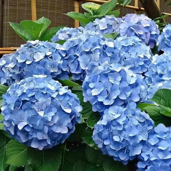 Hydrangea blue