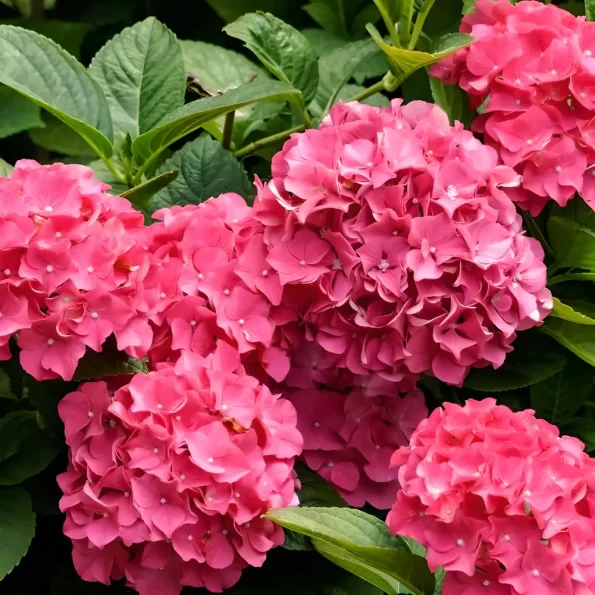 Hydrangea pink