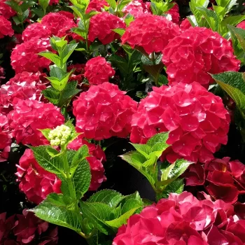 Hydrangea red