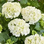 Hydrangea white