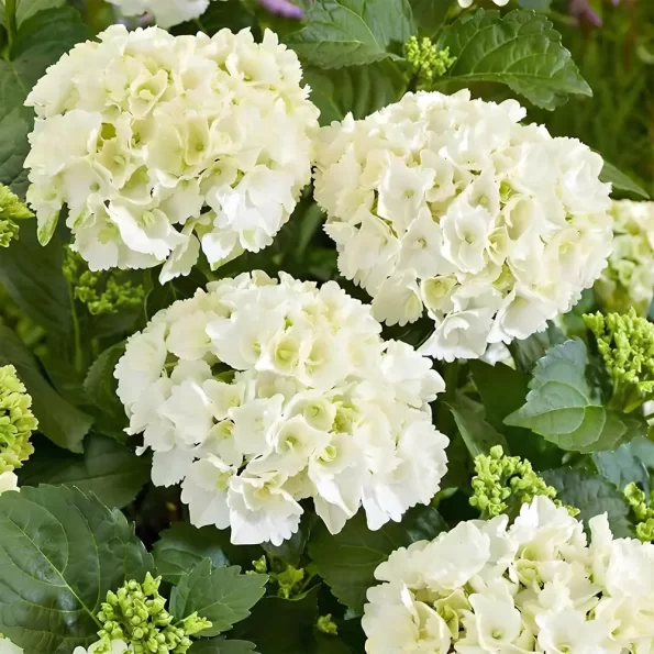 Hydrangea White