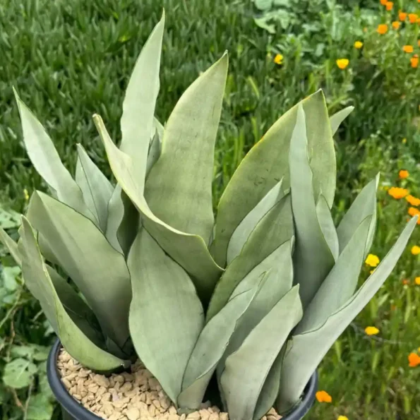 Moonshine Snake Plant