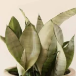 snake plant Moonshine sansaveria