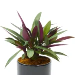 Rhoeo Plant Moses-in-the-cradle Oyster Plant