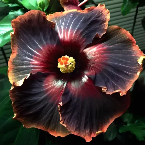 Taiwan Black King Kong Hibiscus