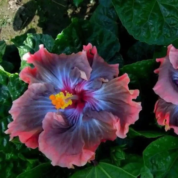 Taiwan Black King Kong Hibiscus