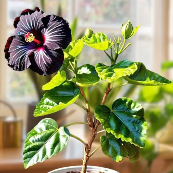 Taiwan Black King Kong Hibiscus