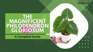 Philodendron Gloriosum Plant Care