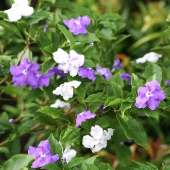 Yesterday Today Tomorrow Brunfelsia Pauciflora