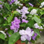 Yesterday Today Tomorrow Brunfelsia Pauciflora