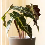 alocasia polly