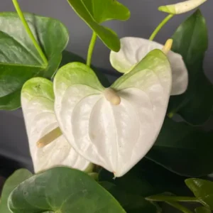 anthurium green white