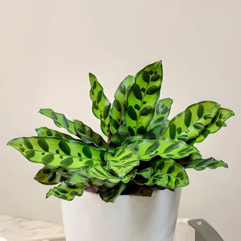 calathea rattlesnake