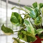 marble prince money plant Kokedama