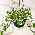 marble prince money plant Kokedama