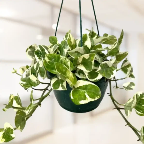 marble price kokedama