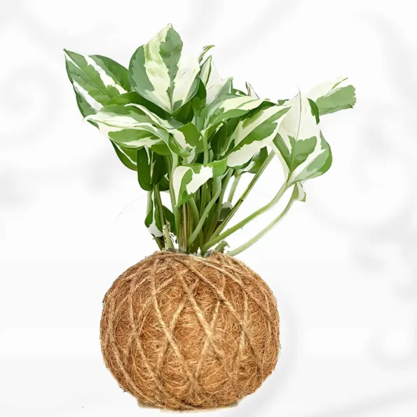 Marble Prince Money Plant Kokedama