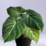 philodendron Gloriosum