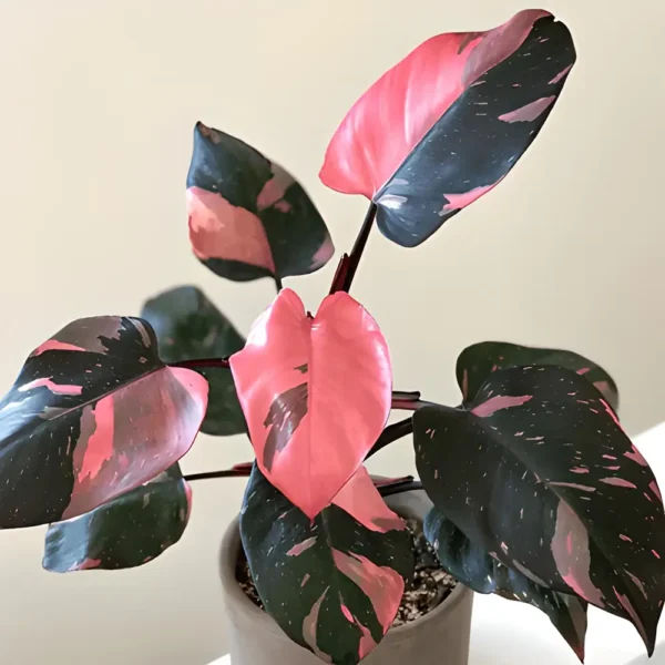 philodendron Pink princess