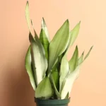 snake plant Moonshine sansaveria