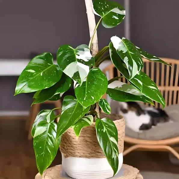 Philodendron White Princess