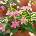 Pentas Pink