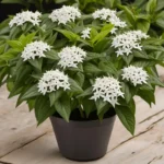 pentas white