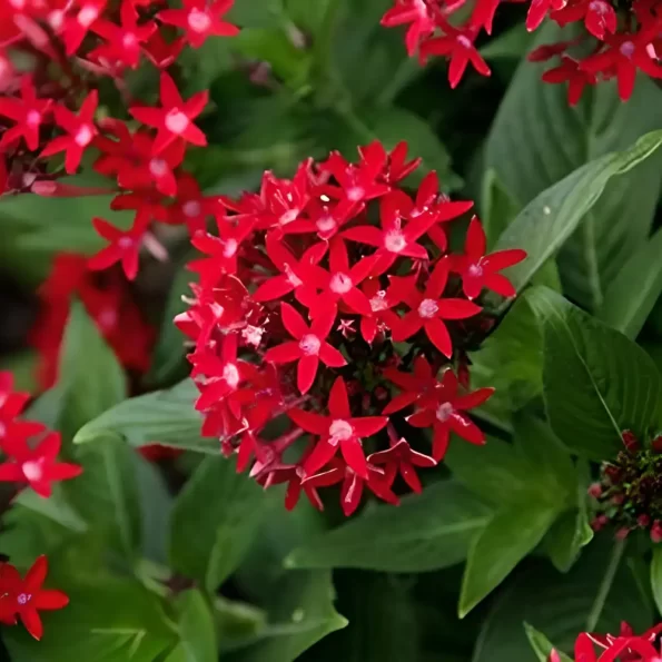 Pentas Red