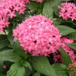 Pentas Pink