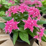 Pentas Pink