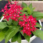 Pentas_Red