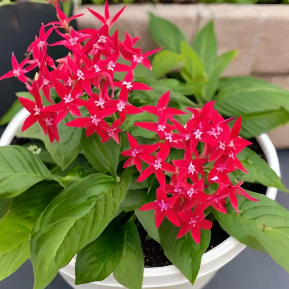 pentas red