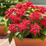 Pentas_Red