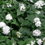 pentas white