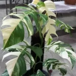 Monstera Epipremnum Albo