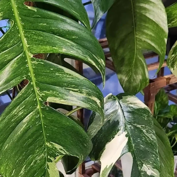 Monstera Epipremnum Albo