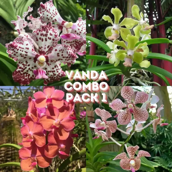 Vanda Orchid Combo